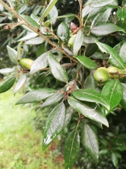 Quercus ilex
