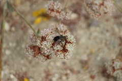 Archytas analis