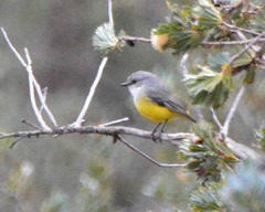Eopsaltria griseogularis