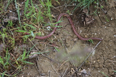 Xerotyphlops vermicularis