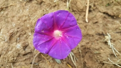 Ipomoea decasperma