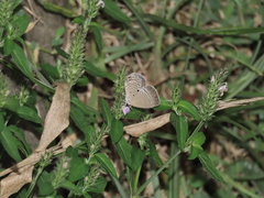 Luthrodes pandava peripatria