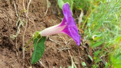Ipomoea decasperma