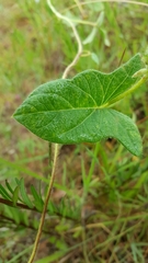 Ipomoea decasperma