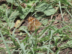 Junonia lemonias aenaria