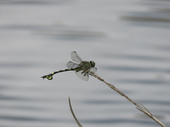 Sinictinogomphus clavatus