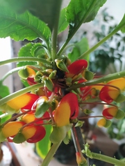 Impatiens niamniamensis