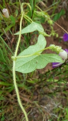 Ipomoea decasperma
