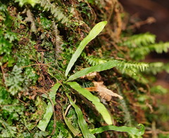 Notogrammitis billardierei