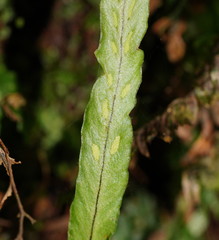 Notogrammitis billardierei