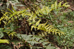 Blechnum wattsii