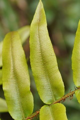 Blechnum wattsii