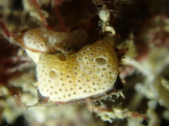 Lissoclinum perforatum