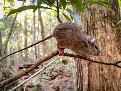 Melomys cervinipes