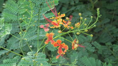 Caesalpinia pulcherrima