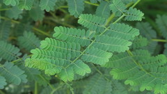 Caesalpinia pulcherrima
