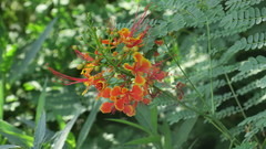 Caesalpinia pulcherrima