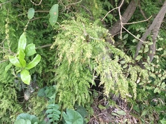 Asparagus scandens