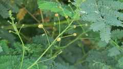 Caesalpinia pulcherrima