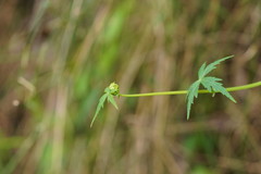 Hydrocotyle geraniifolia