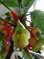 Impatiens niamniamensis