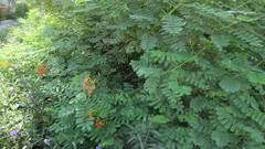 Caesalpinia pulcherrima