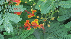 Caesalpinia pulcherrima