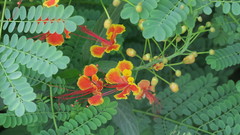 Caesalpinia pulcherrima