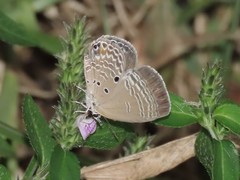 Luthrodes pandava peripatria