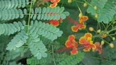 Caesalpinia pulcherrima