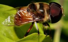 Phytomia