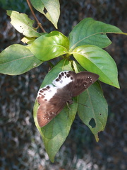 Tagiades menaka