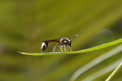 Eustenogaster nigra