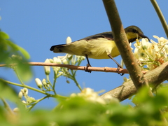 Cinnyris asiaticus
