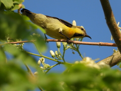 Cinnyris asiaticus