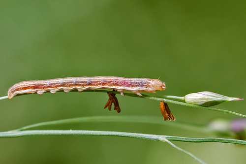 Wheat Head Armyworm photo 3