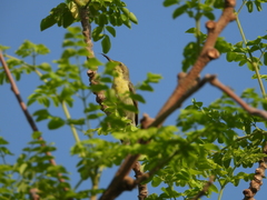 Cinnyris asiaticus
