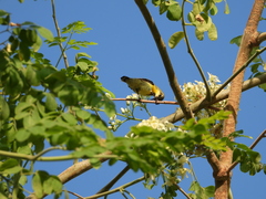 Cinnyris asiaticus