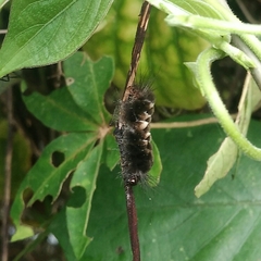 Dasychira chekiangensis