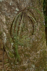 Prosaptia contigua