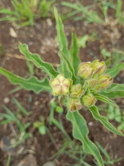 Pachycarpus schinzianus