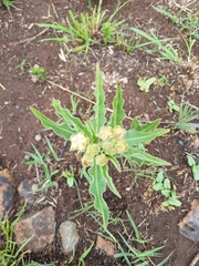 Pachycarpus schinzianus