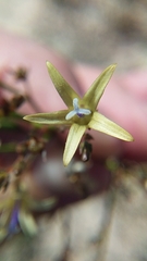 Wahlenbergia asparagoides