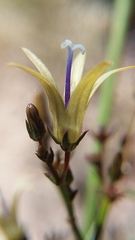 Wahlenbergia asparagoides