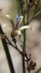 Wahlenbergia asparagoides