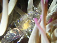 Periclimenes sagittifer