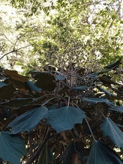 Sinopanax formosanus