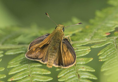Ochlodes sylvanus