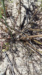 Wahlenbergia asparagoides