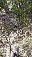 Wahlenbergia asparagoides